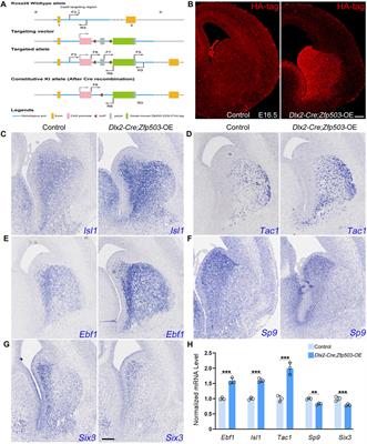 The transcription factor Zfp503 promotes the D1 MSN identity and represses the D2 MSN identity